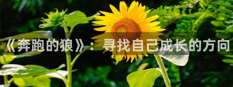 动漫之家入口：《奔跑的狼》：寻找自己成长的方向